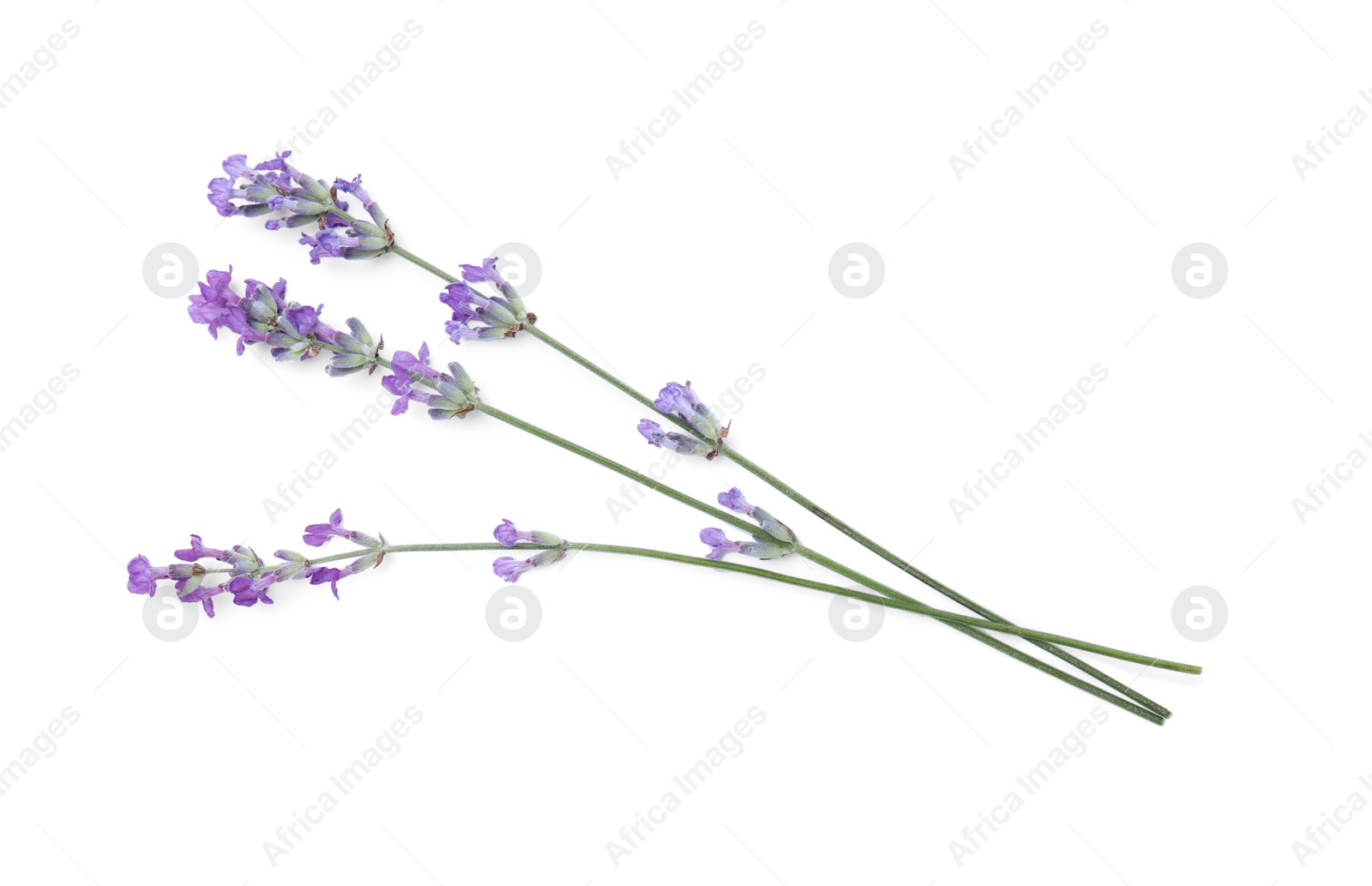 Photo of Beautiful aromatic lavender flowers isolated on white, top view