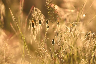 Photo of Beautiful wild flowers growing in spring meadow