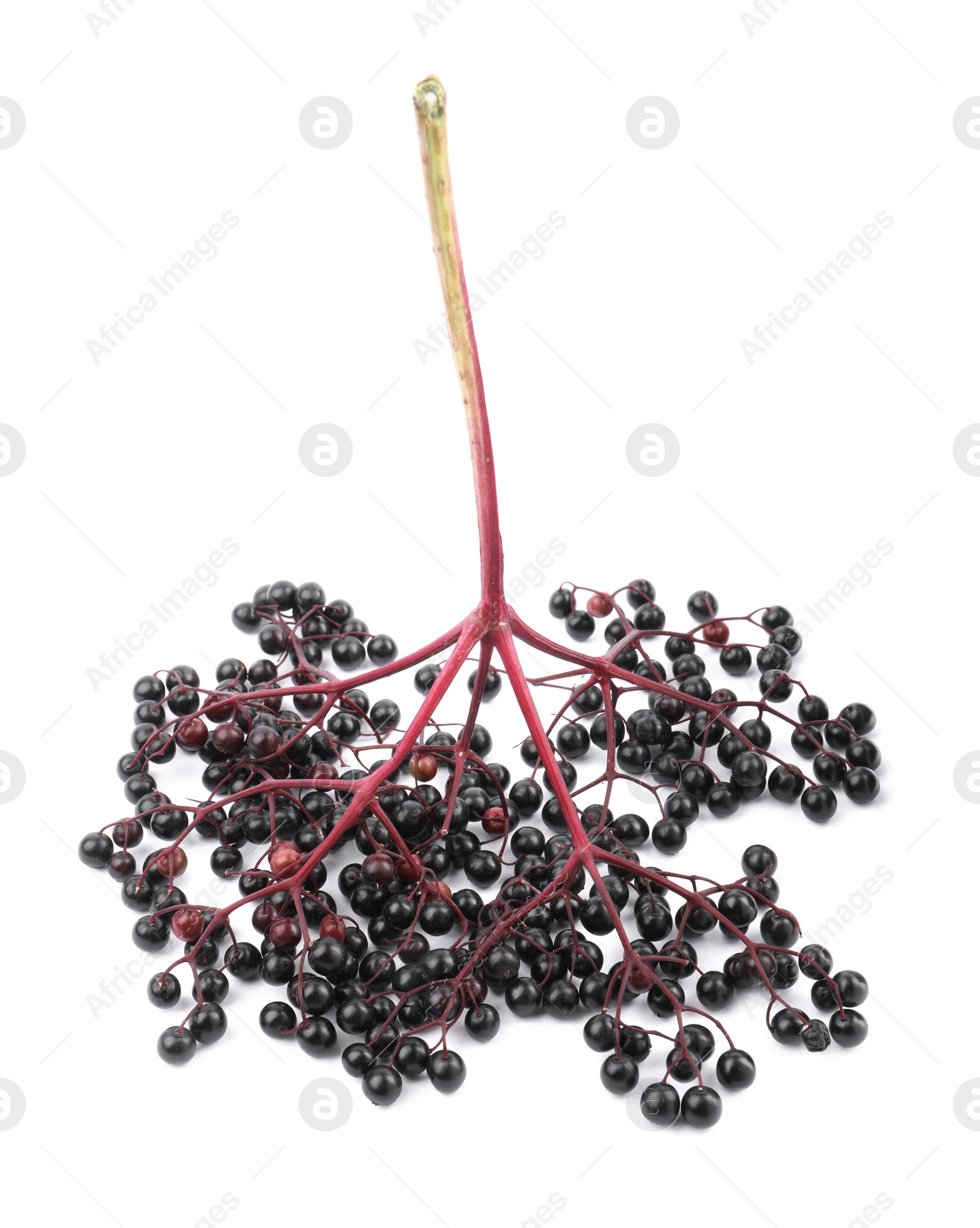 Photo of Bunch of ripe elderberries on white background