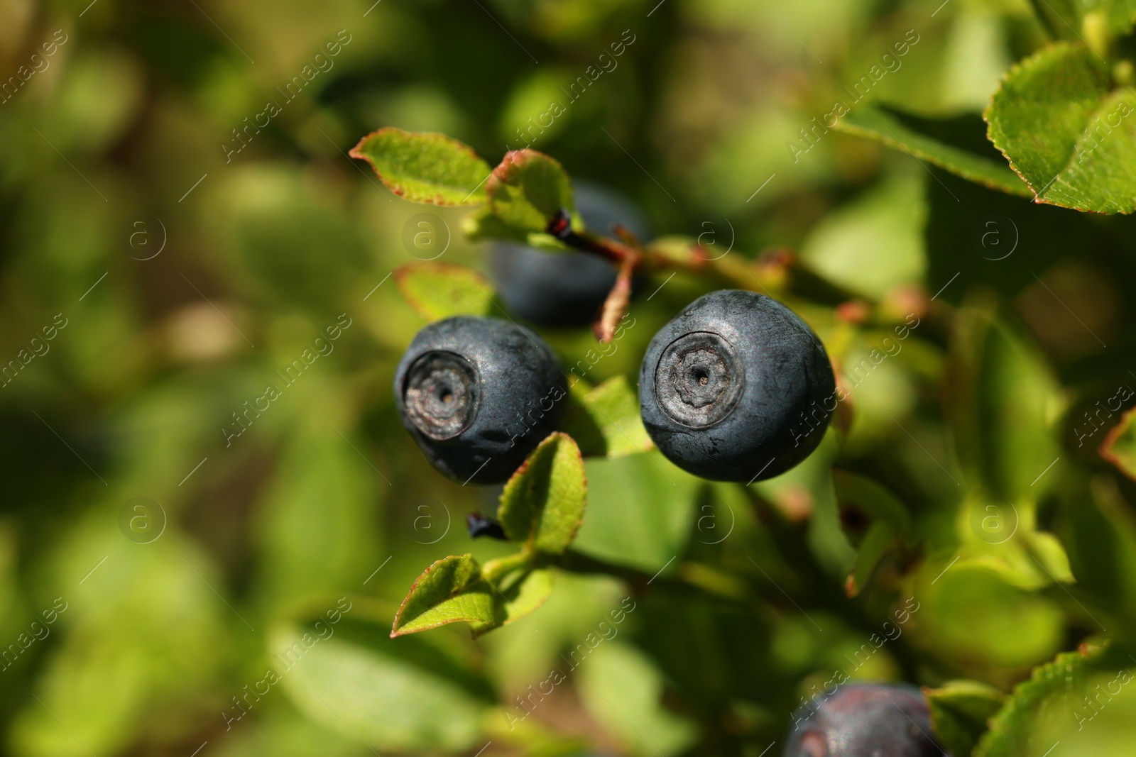 Photo of Ripe bilberries growing in forest, closeup view