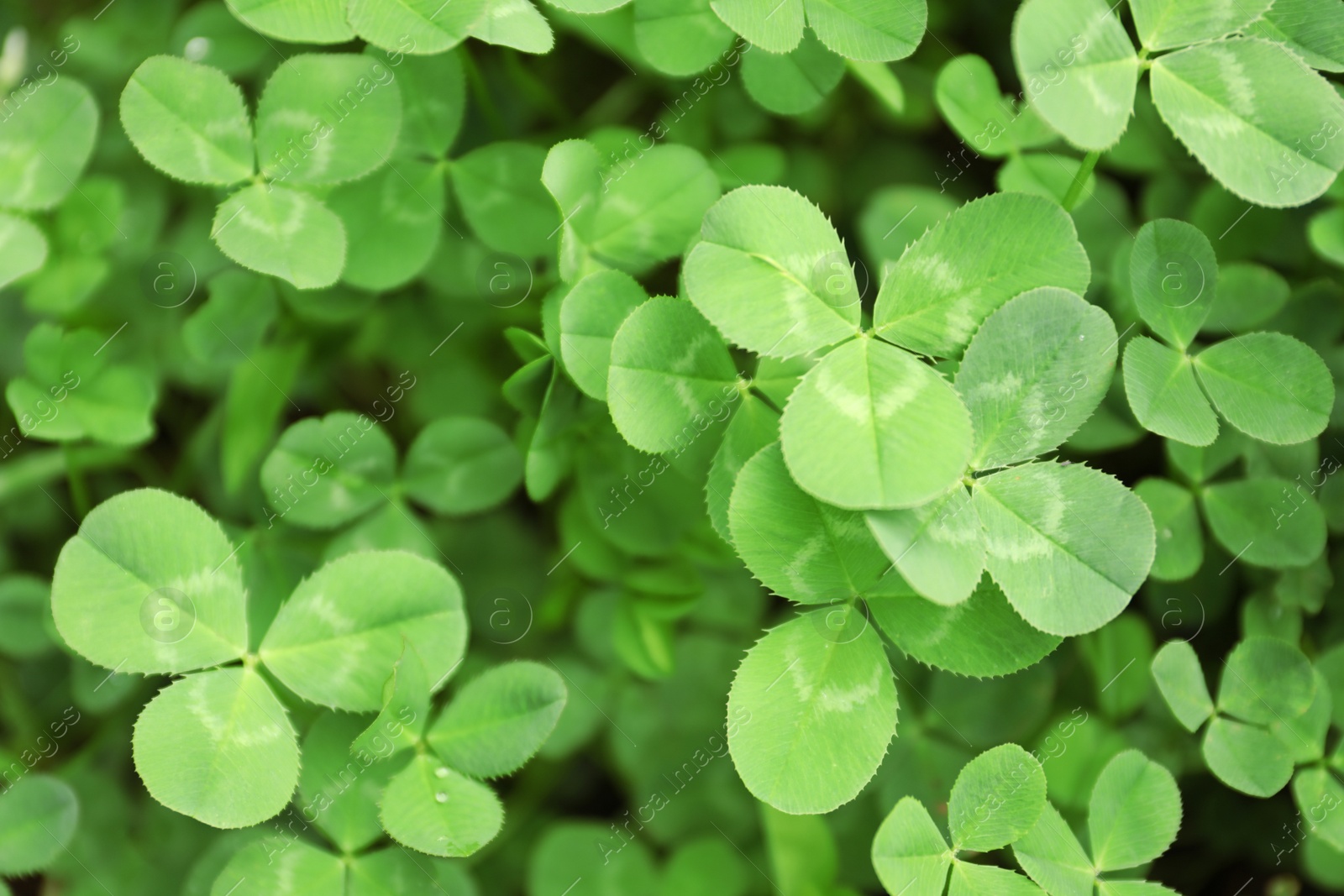 Photo of Green clover leaves as background