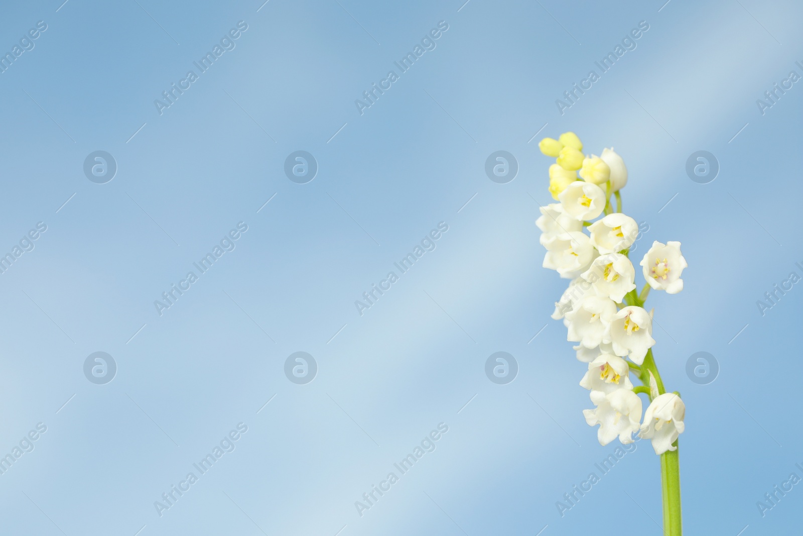 Photo of Beautiful lily of the valley against blue sky, closeup. Space for text