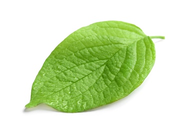 Photo of Green leaf with dew on white background