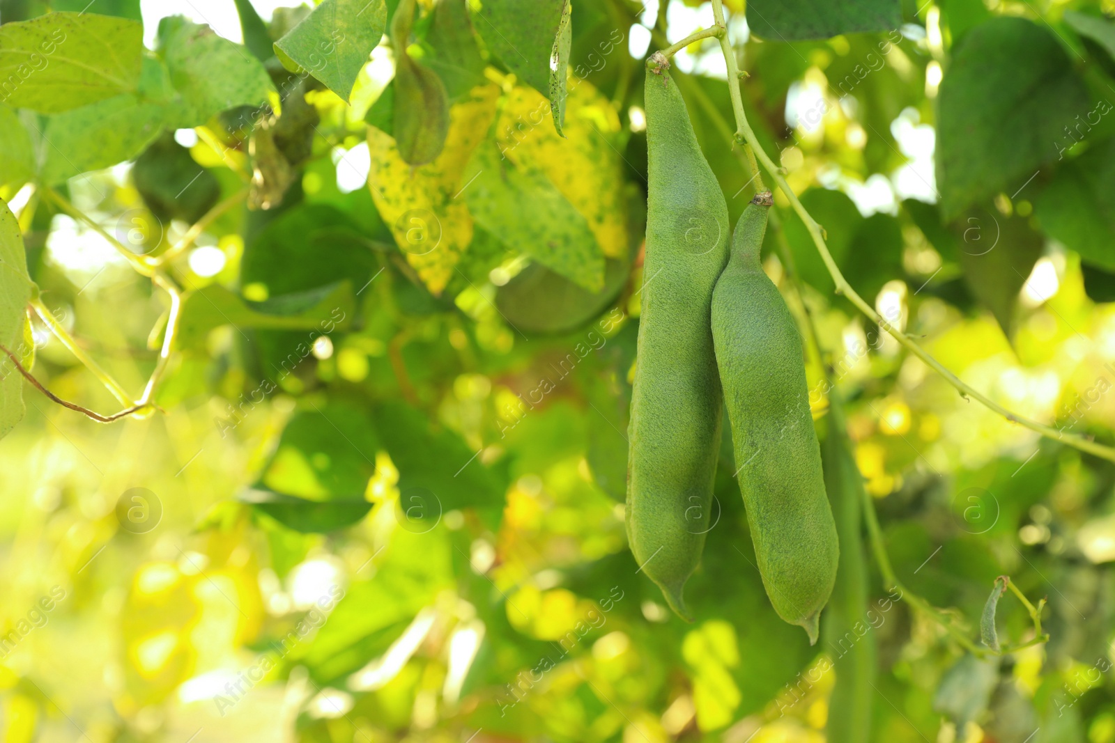 Photo of Fresh green beans growing outdoors on sunny day, closeup