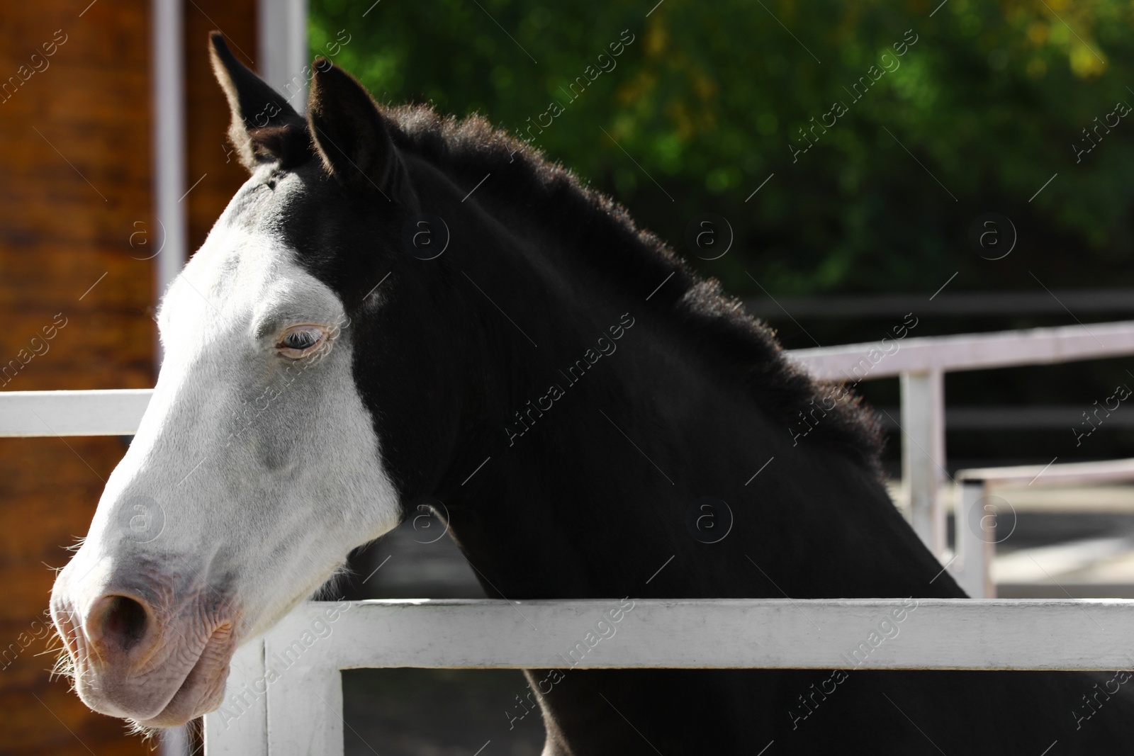 Photo of Splashed white horse at light fence outdoors