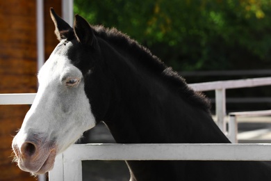 Splashed white horse at light fence outdoors