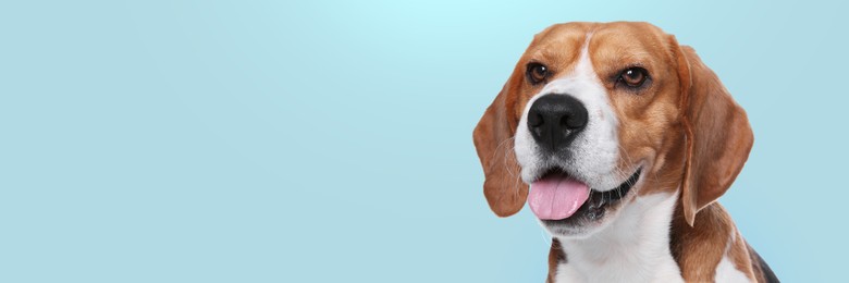 Image of Happy pet. Cute Beagle dog smiling on pale light blue background, space for text. Banner design