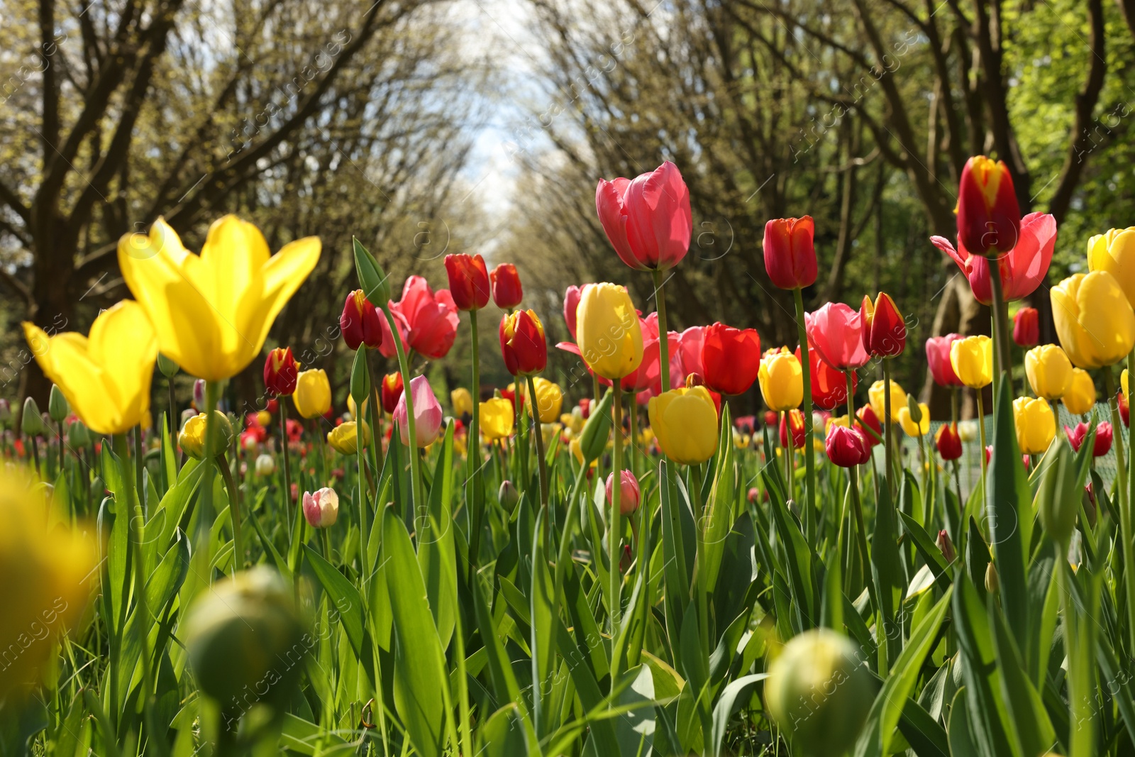 Photo of Beautiful bright tulips growing outdoors on sunny day