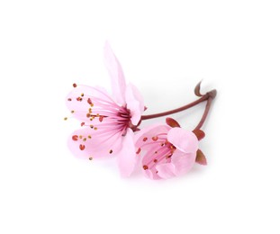 Beautiful spring tree blossoms isolated on white