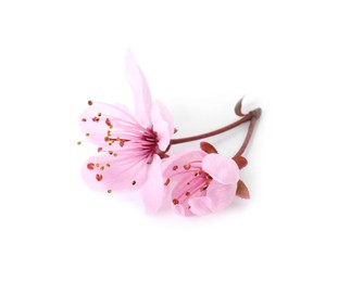 Photo of Beautiful spring tree blossoms isolated on white