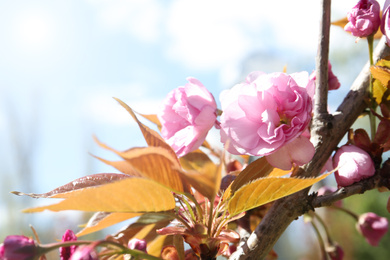 Photo of Closeup view of sakura tree with beautiful blossom outdoors. Japanese cherry