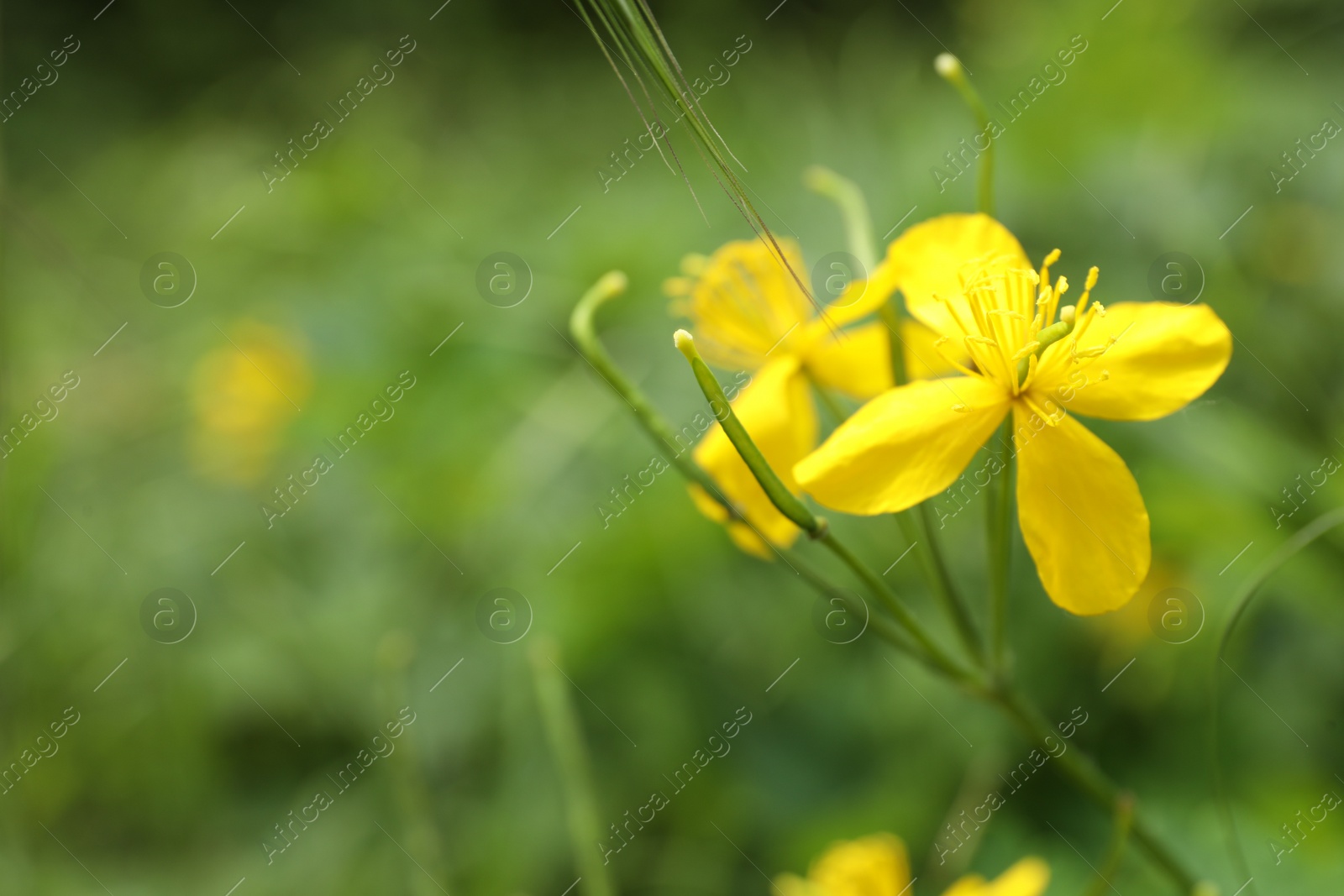 Photo of Celandine plant with yellow flowers growing outdoors, closeup. Space for text