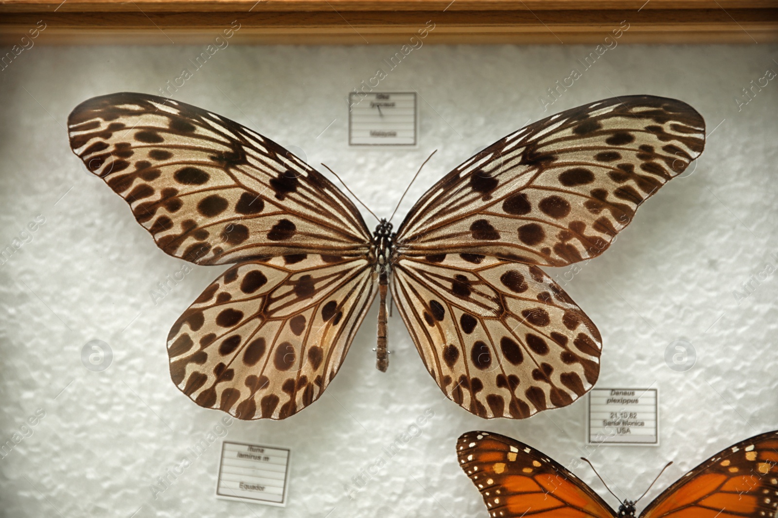 Photo of Beautiful Idea stolli butterfly on white background