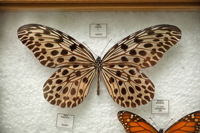 Beautiful Idea stolli butterfly on white background