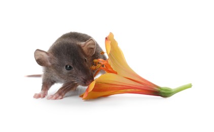 Small brown rat with flower on white background