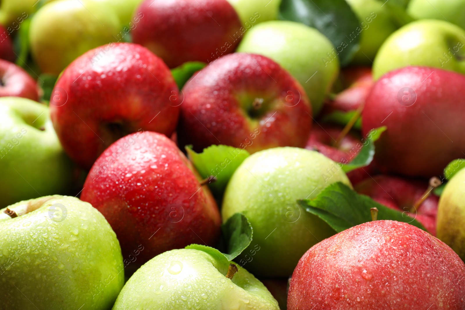 Photo of Pile of wet apples with leaves as background, closeup