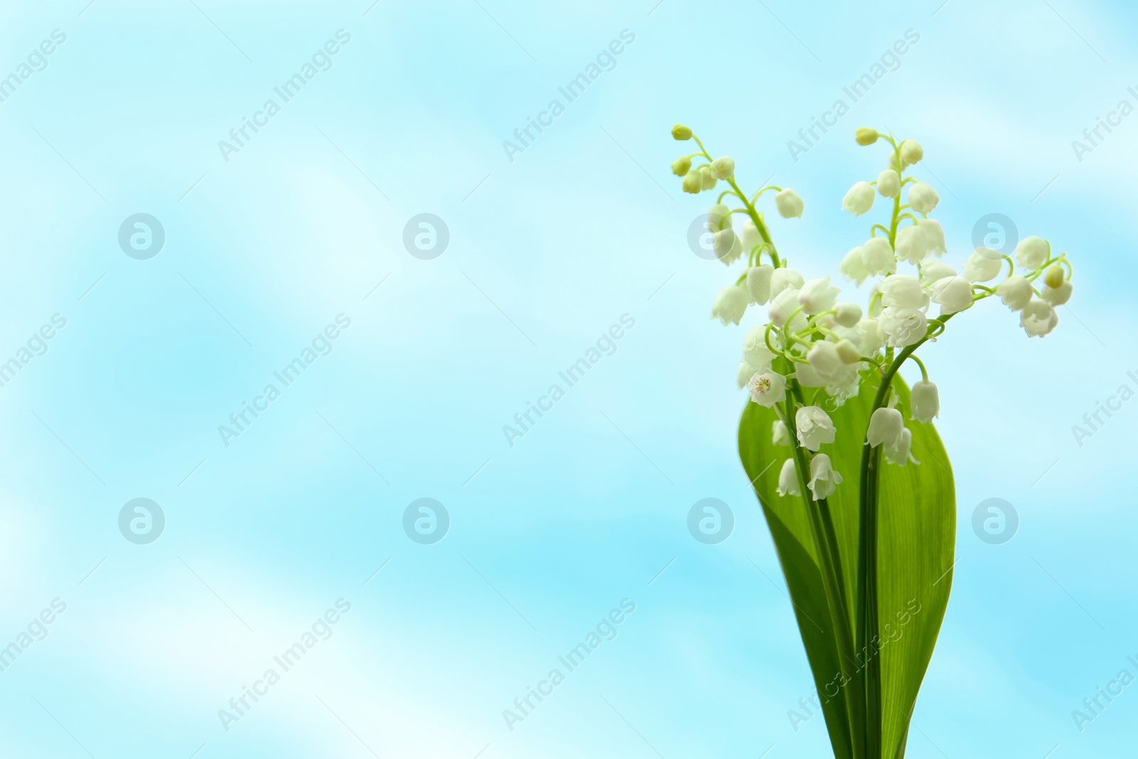 Photo of Beautiful lily of the valley flowers on light background. Space for text