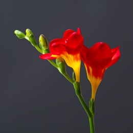 Photo of Beautiful freesia flower on dark background