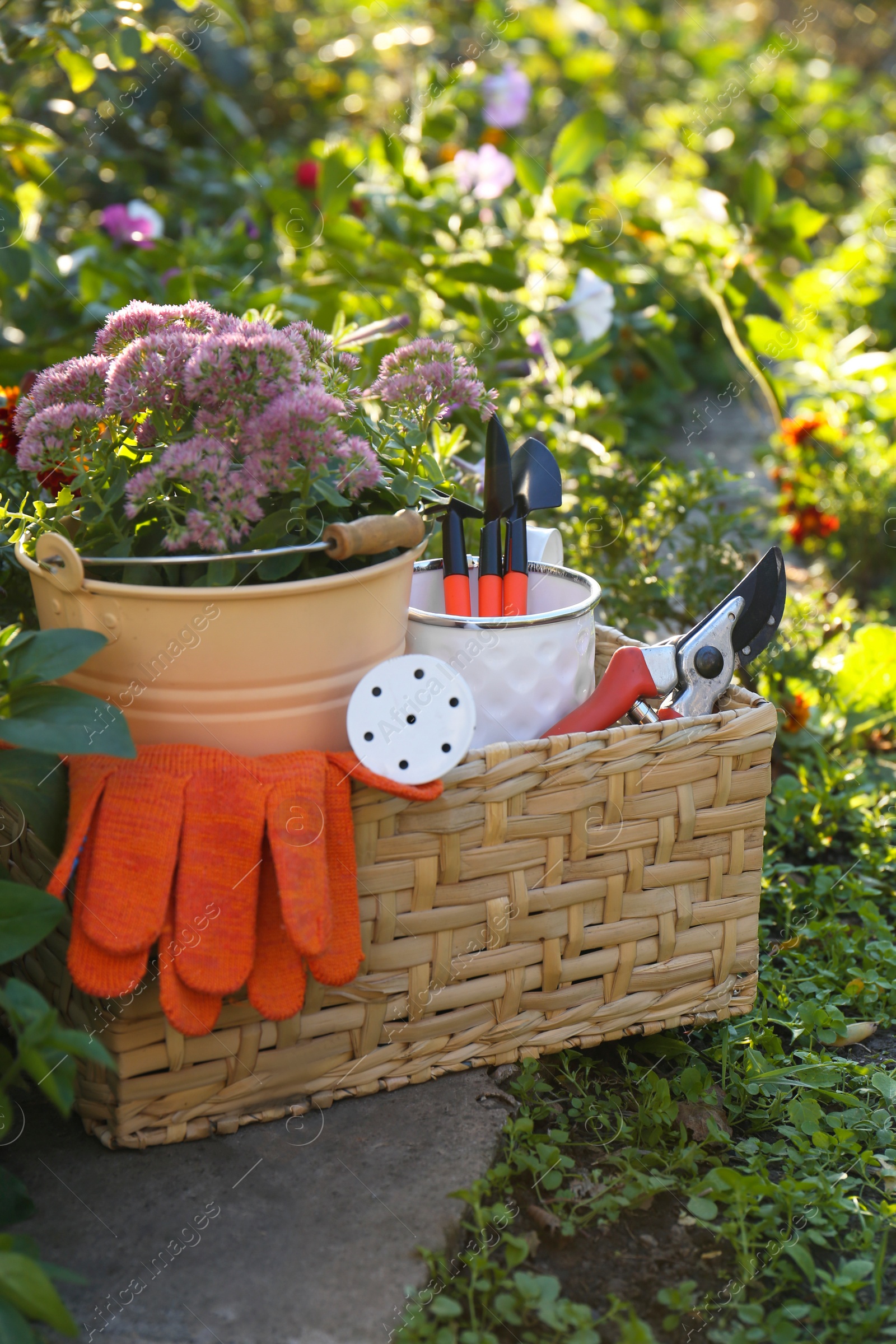 Photo of Basket with watering can, gardening tools and rubber gloves in garden