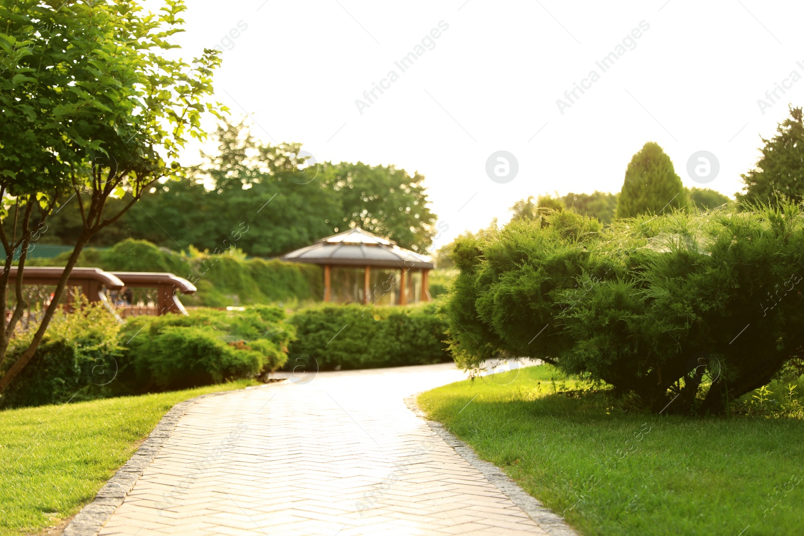 Photo of Picturesque landscape with brick path on sunny day. Gardening idea