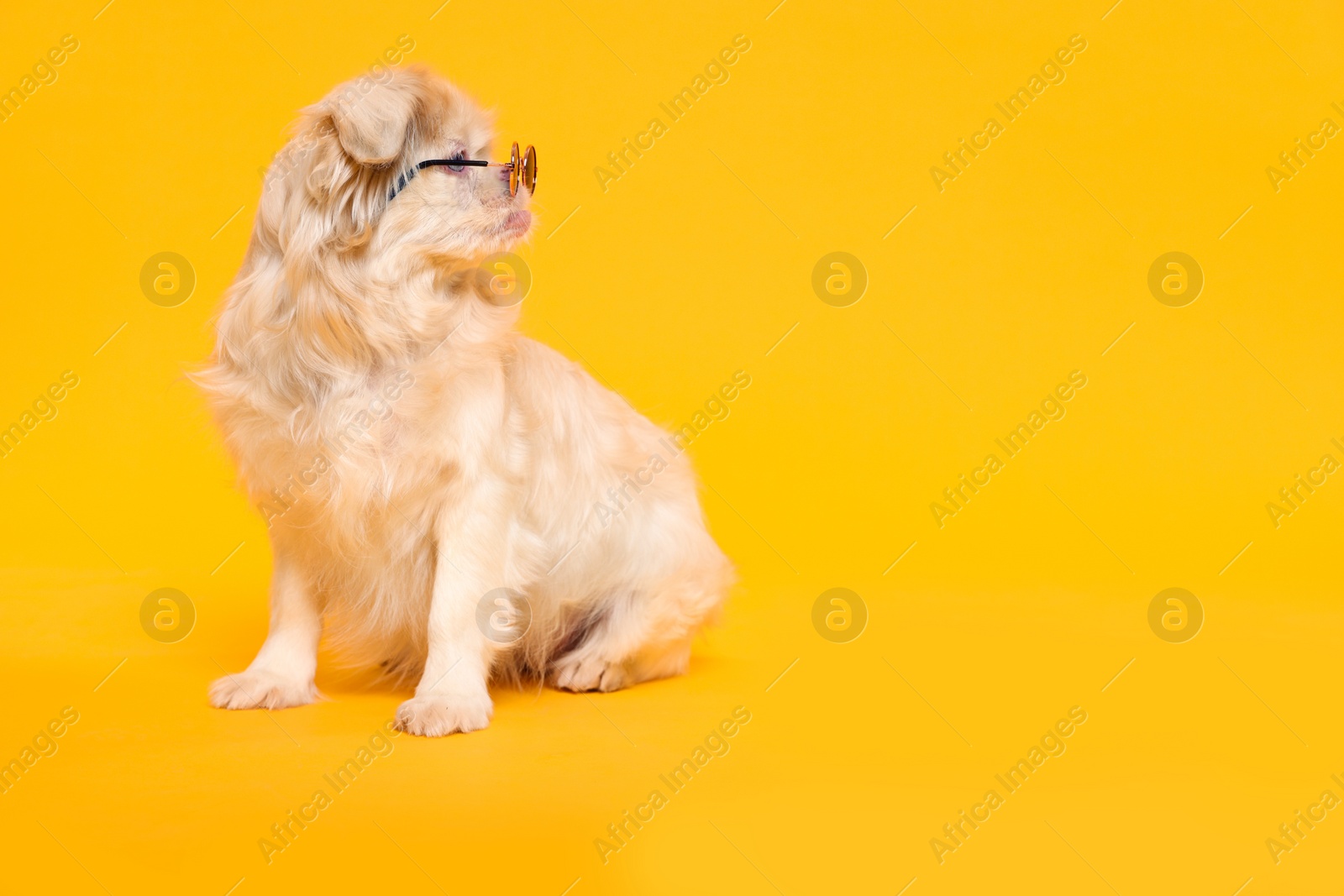 Photo of Cute Pekingese dog with sunglasses on yellow background. Space for text