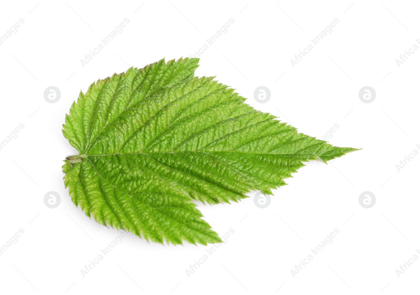 Photo of One green blackberry leaf isolated on white, top view