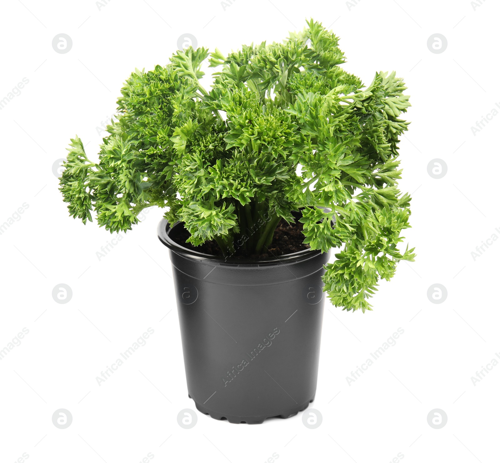 Photo of Fresh green organic parsley in pot on white background