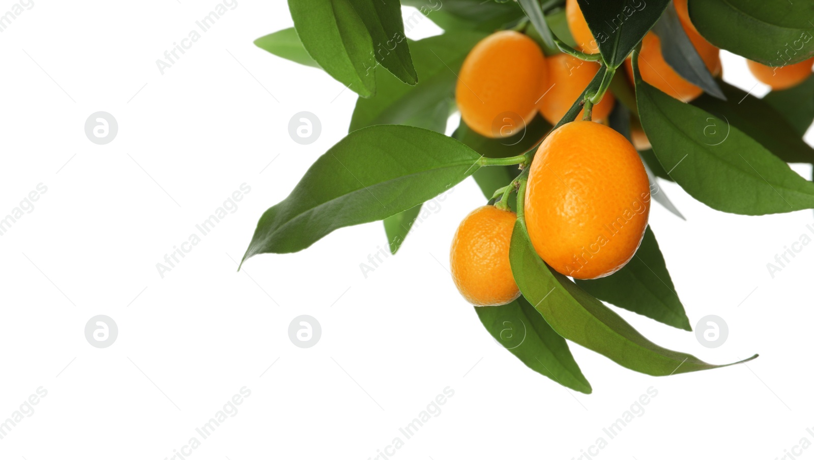 Photo of Kumquat tree branch with ripe fruits isolated on white