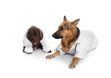 Cute dogs in uniforms as veterinarian and his assistant on white background