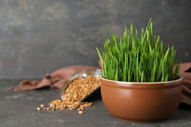 Ceramic bowl with fresh wheat grass and seeds on table against grey background, space for text