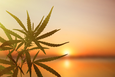 Image of Green hemp plant against sea at sunset. Space for text