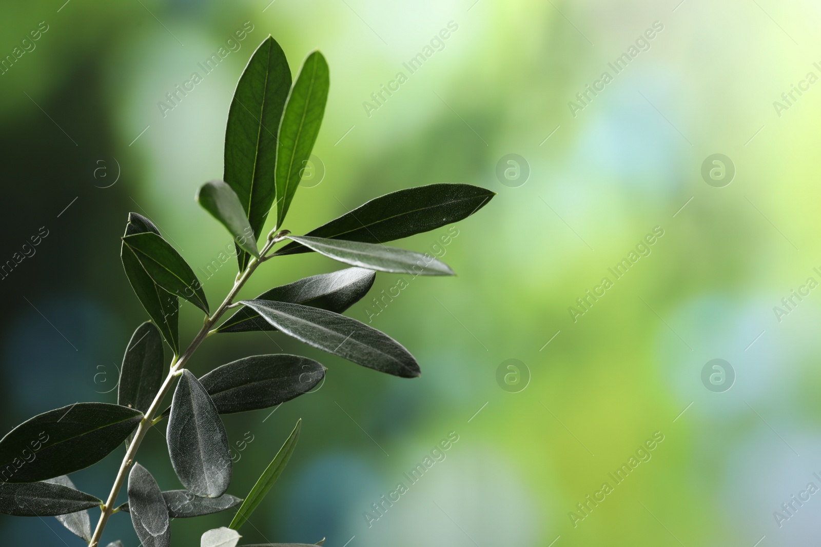 Photo of Olive twig with fresh green leaves on blurred background, closeup. Space for text