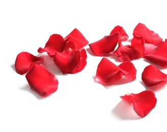 Beautiful red rose petals on white background