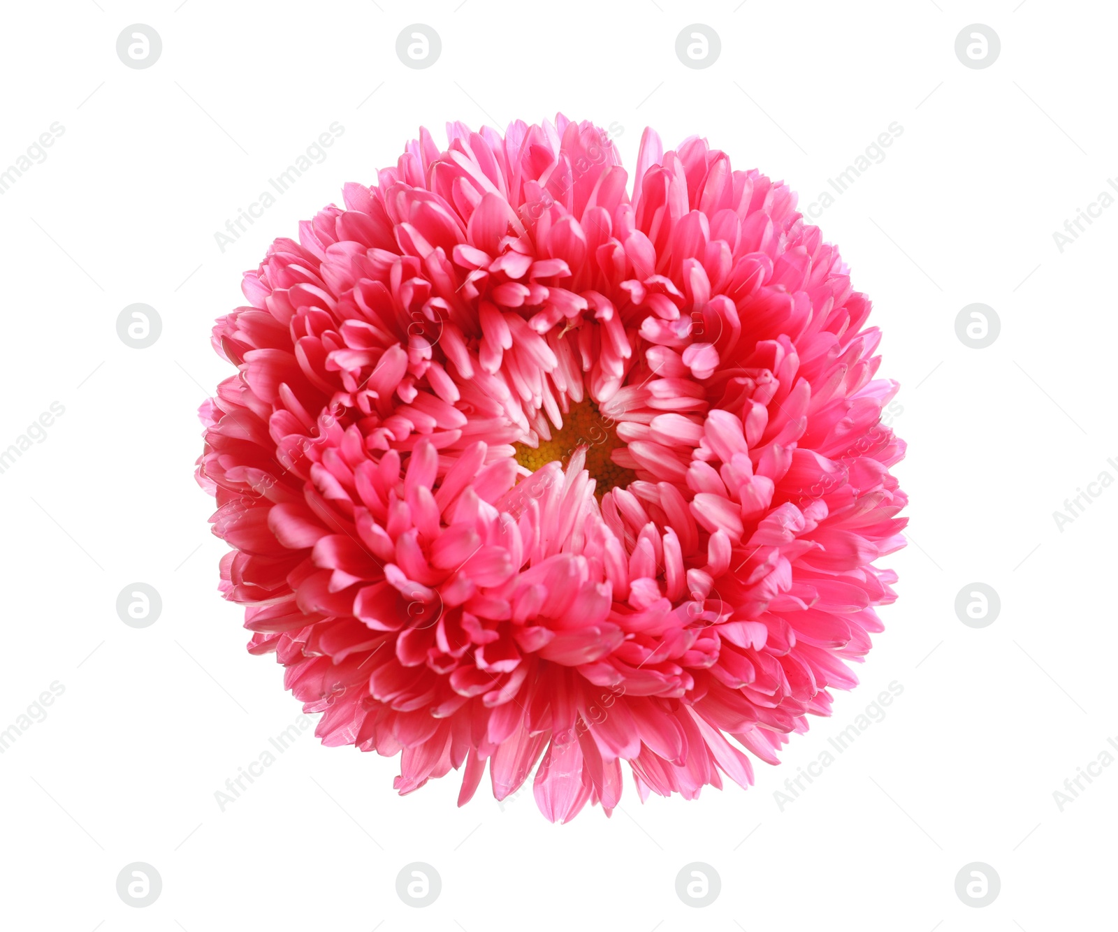 Photo of Beautiful bright aster flower on white background, top view