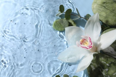 Photo of Beautiful orchid, spa stones and eucalyptus branch in water on light blue background, top view. Space for text