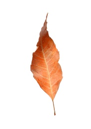 Photo of Beautiful leaf isolated on white. Autumn season