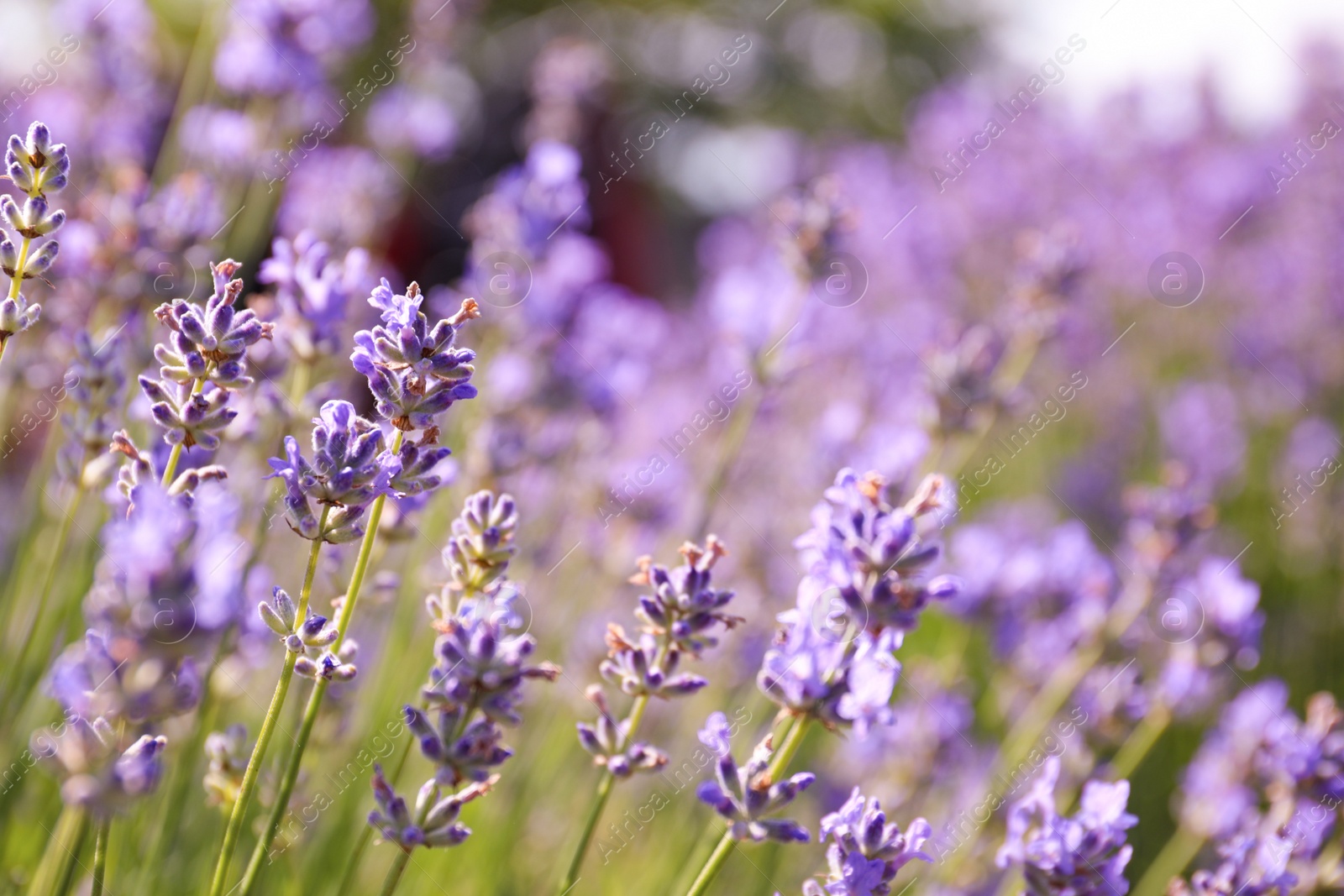 Photo of Beautiful blooming lavender field on summer day, closeup