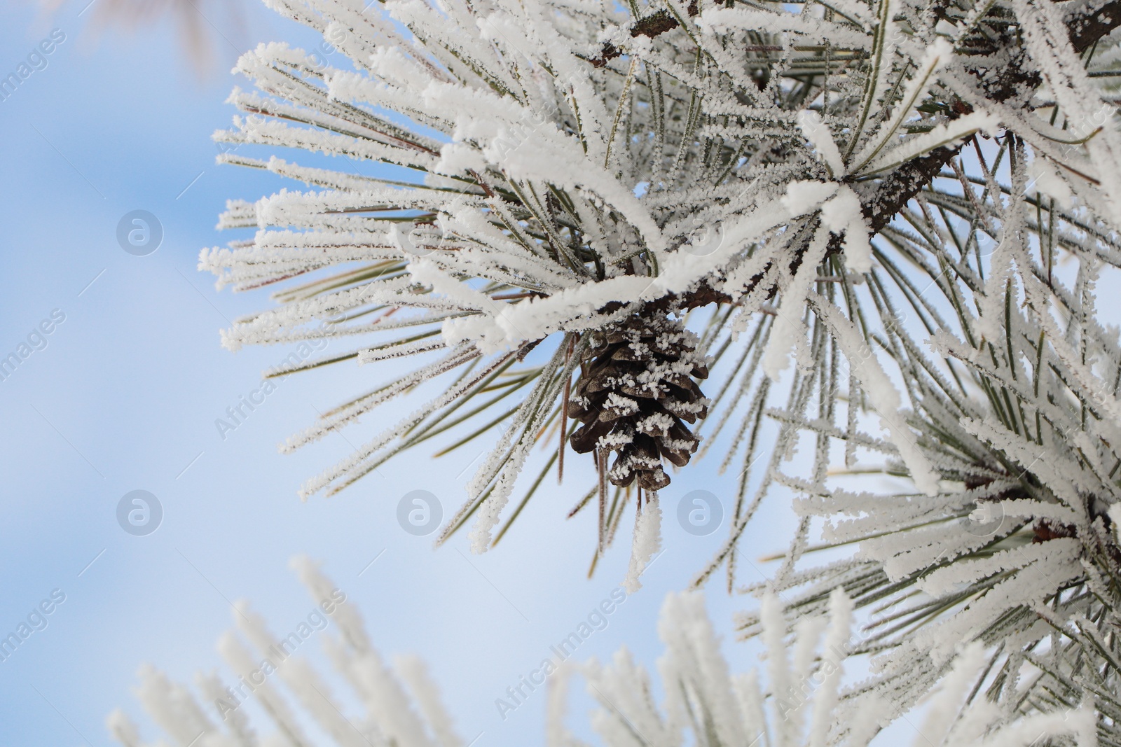 Photo of Conifer tree branch covered with hoarfrost outdoors on winter morning, closeup