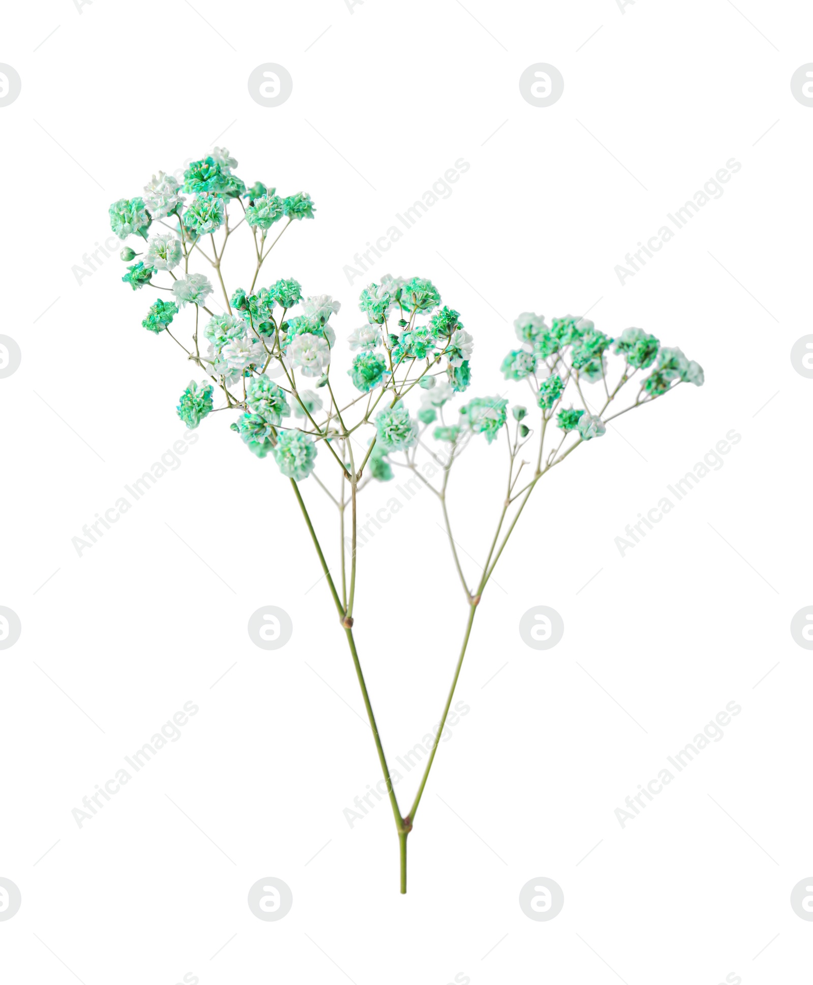 Photo of Beautiful color gypsophila twig isolated on white