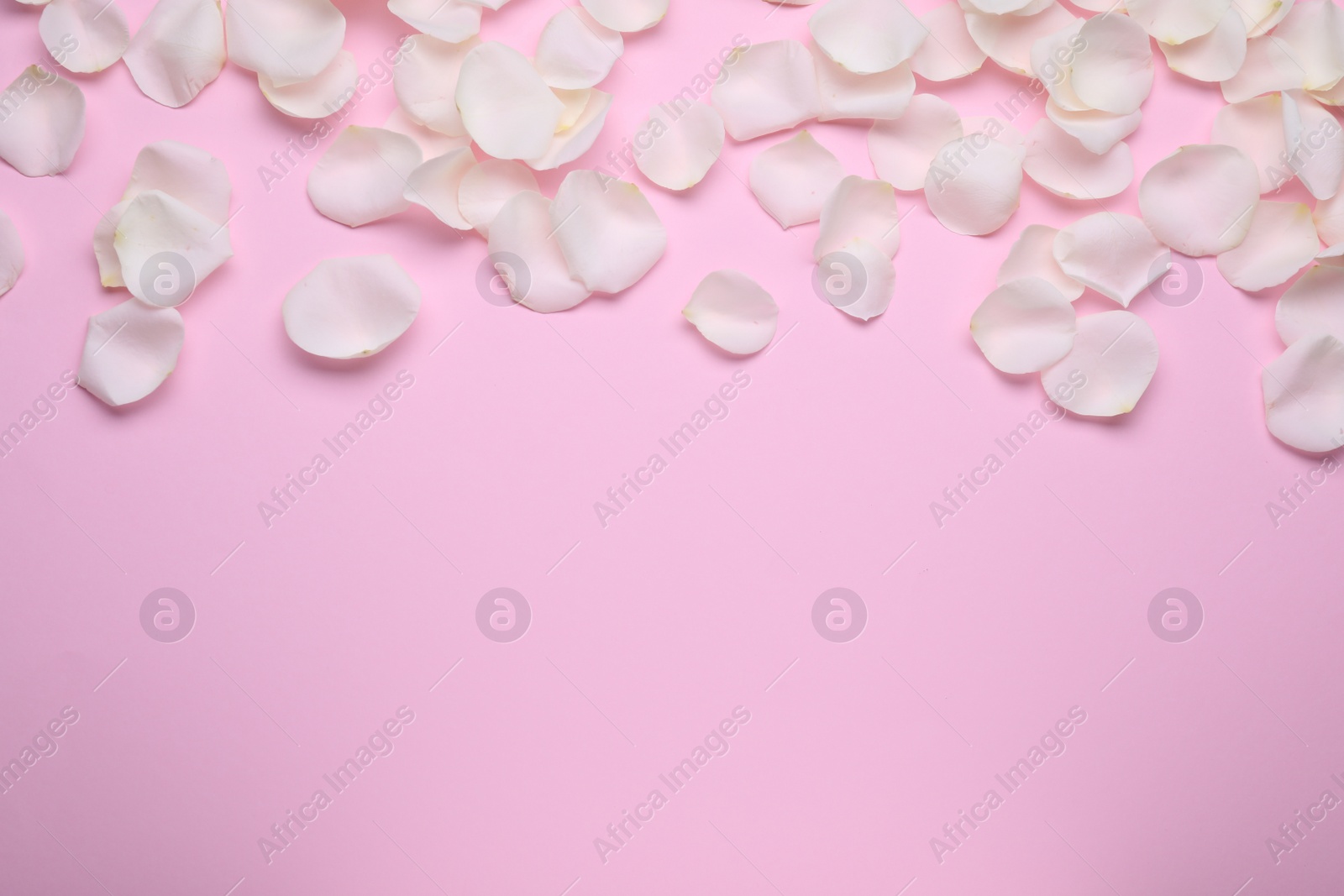 Photo of Beautiful white rose flower petals on pink background, flat lay. Space for text