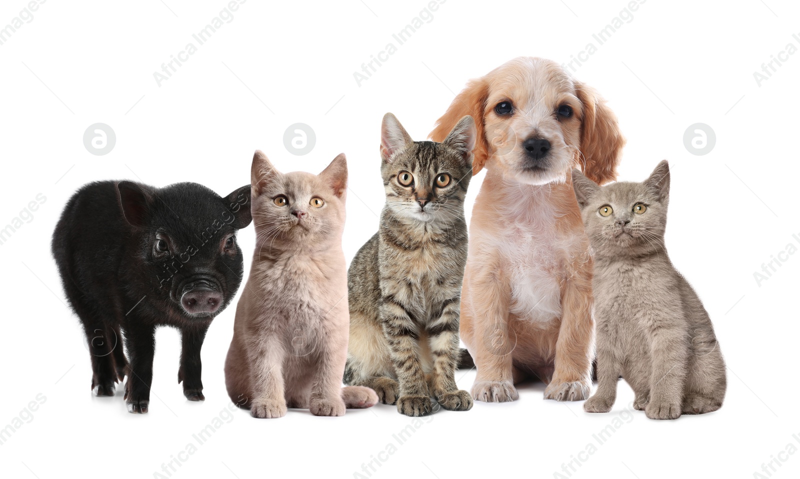 Image of Collage with different adorable baby animals on white background