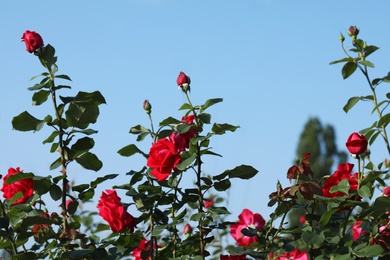 Photo of Beautiful blooming roses in garden against blue sky