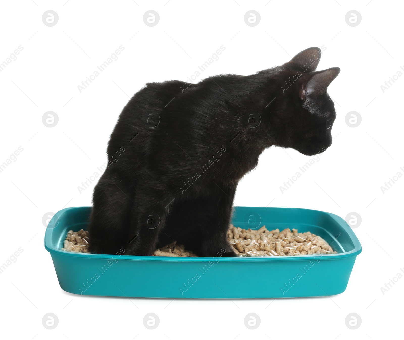 Photo of Cute black cat in litter box on white background