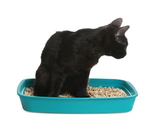Photo of Cute black cat in litter box on white background
