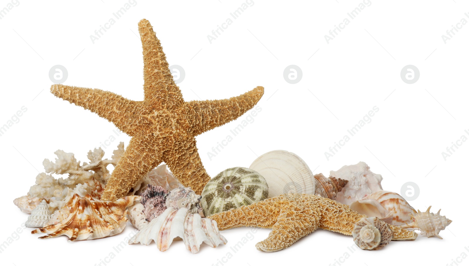 Photo of Beautiful starfish, coral and sea shells on white background