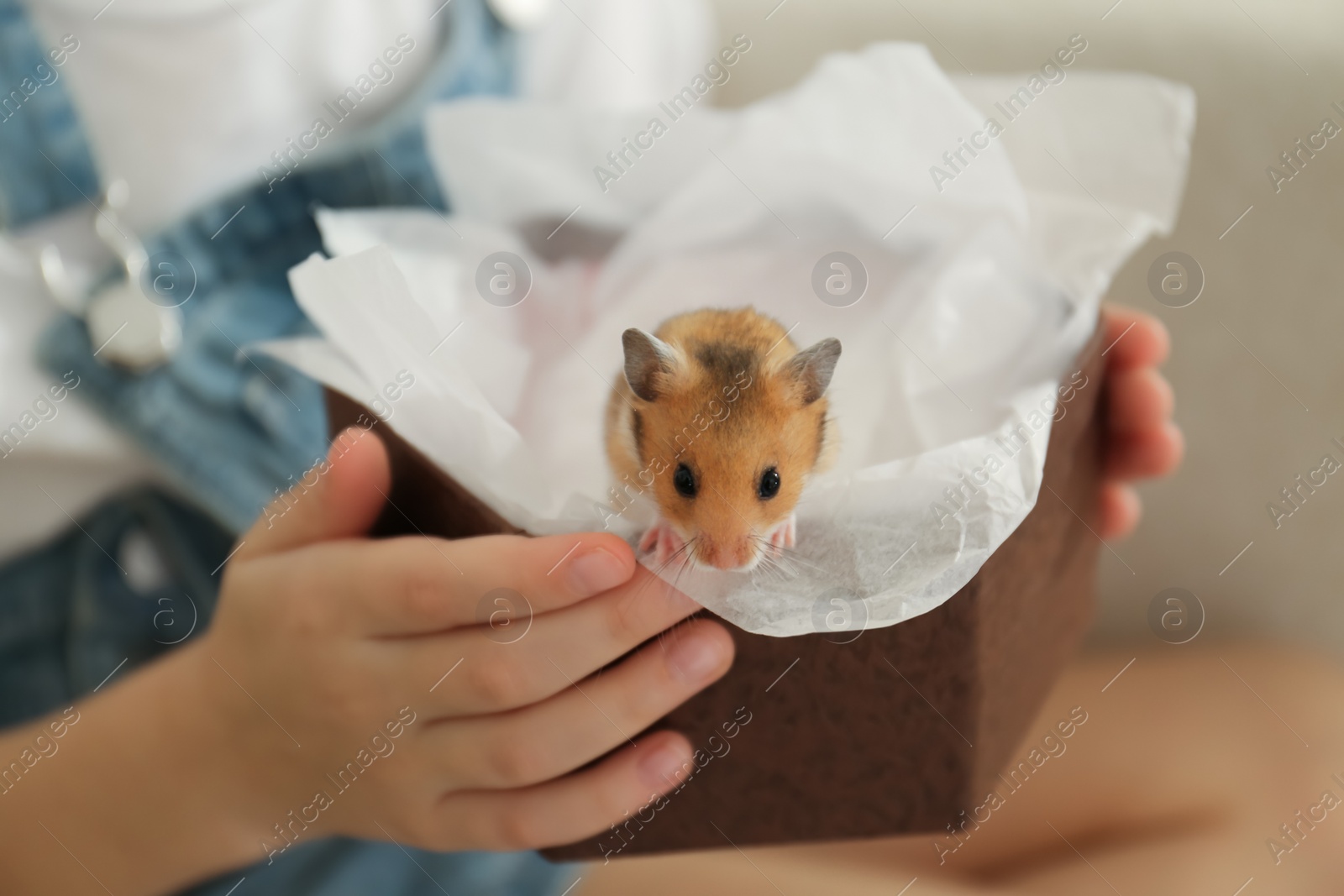 Photo of Little girl holding box with hamster at home, closeup