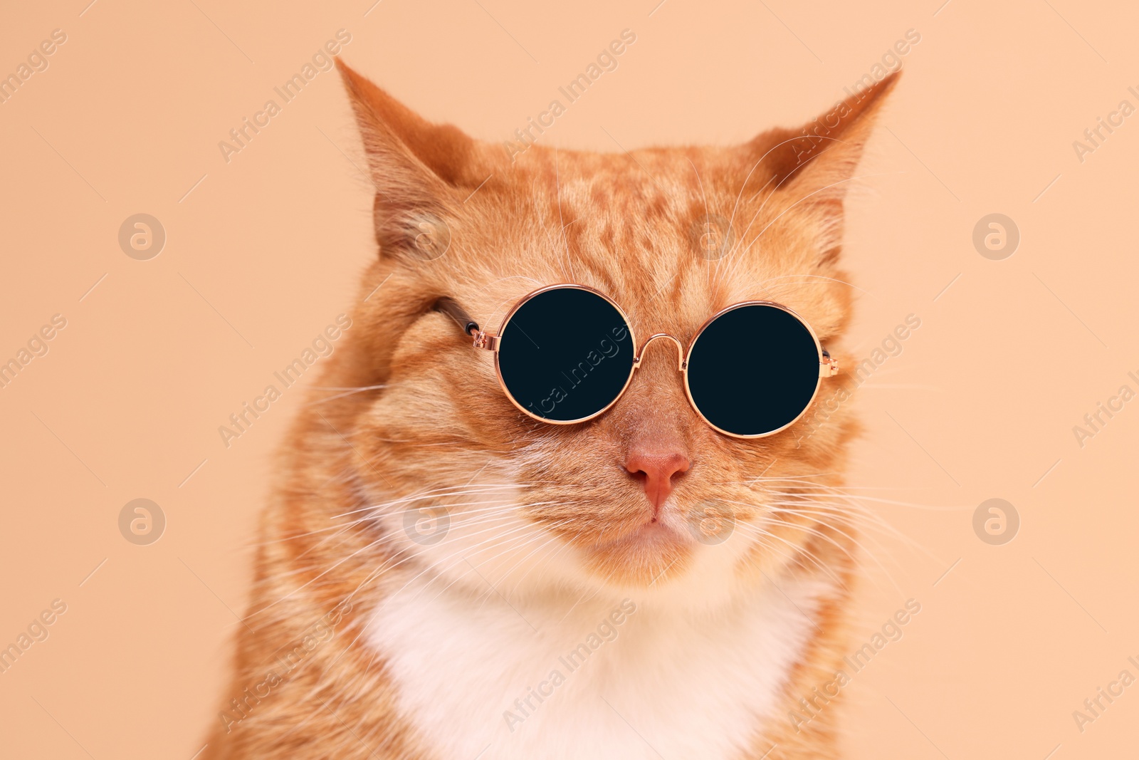 Photo of Portrait of cute ginger cat in stylish sunglasses on beige background