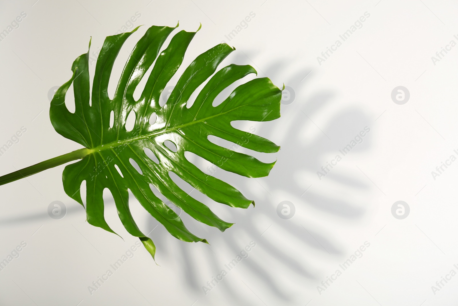 Photo of Fresh tropical monstera leaf on light background