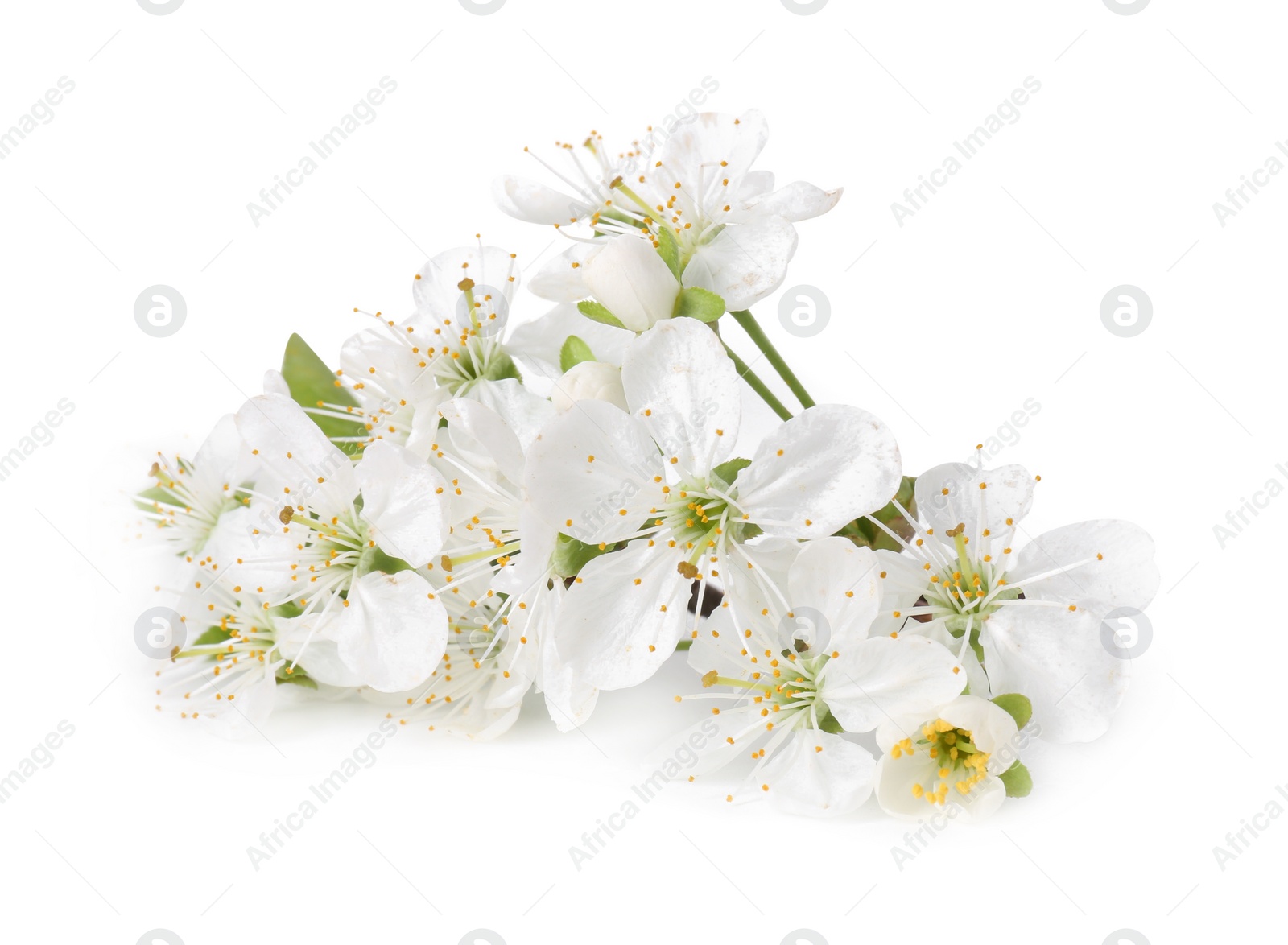 Photo of Beautiful spring tree blossoms isolated on white