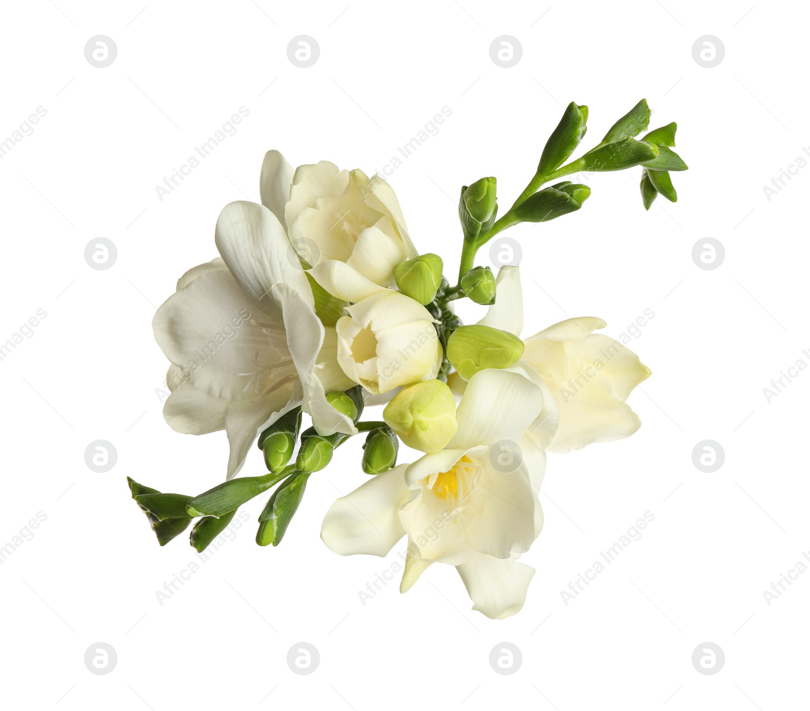 Photo of Beautiful blooming freesias isolated on white, top view